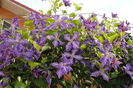 clematis Tie Dye