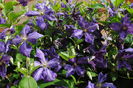clematis Tie Dye