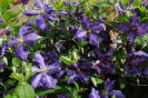clematis Tie Dye