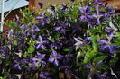 clematis Tie Dye
