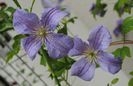 clematis viticella Emilia Plater