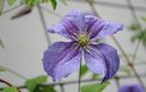 clematis viticella Emilia Plater