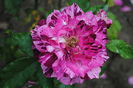 Purple Tiger
