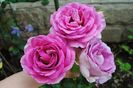 village-de-saint-yrieix rose