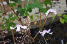 Clematis Hanajima