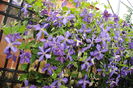 clematis Tie Dye
