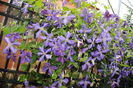 clematis Tie Dye