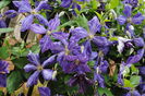 clematis Tie Dye
