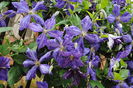 clematis Tie Dye