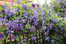 clematis Tie Dye