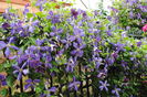 clematis Tie Dye