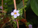 Bacopa monnieri (2016, June 10)