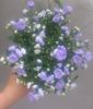 campanula blue wonder