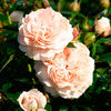 CREAM FLOWER CIRCUS
