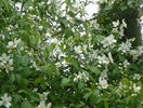 philadelphus inodorus