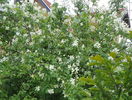philadelphus inodorus