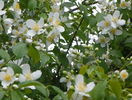 philadelphus inodorus