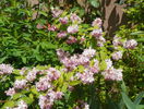 deutzia Strawberry Fields