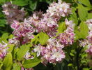 deutzia Strawberry Fields