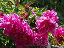 Longfellow