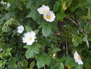 rosa laxa