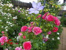 Rosarium Uetersen