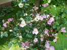 Plaisenterie
