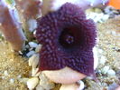 Huernia pendurata