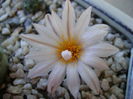 Turbinicarpus macrochele v. kupcakii