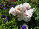 Sarah Bernhardt