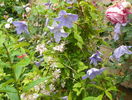 Blue Angel