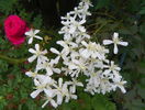 clematis recta purpurea