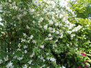 philadelphus inodorus