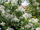 philadelphus inodorus
