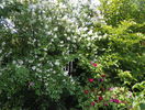 philadelphus inodorus