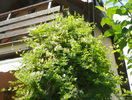 lonicera japonica