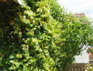 lonicera japonica