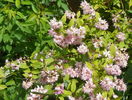 deutzia Strawberry Fields