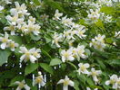 philadelphus inodorus