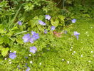 Johnson's Blue