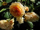 Crown Princess Margareta
