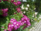 14 iun (168)