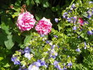 Gertrude Jekyll