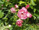 Bordure Rose