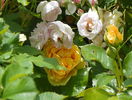 Blush Noisette si Julia Child