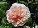 Rose de Tolbiac