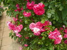 Rosarium Uetersen