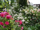Rosarium Uetersen, Guirlande d'Amour si Ghislaine