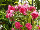 Rosarium Uetersen