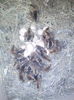 fazan diamant